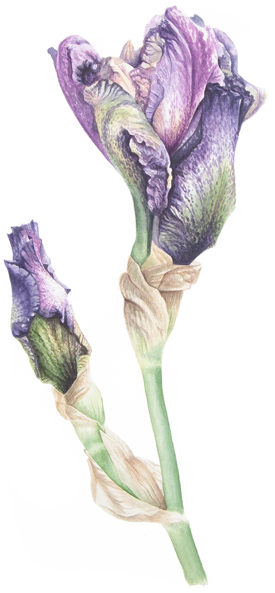 Bearded Iris – New Beginnings