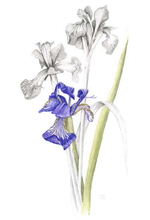Iris Versicolor – Blue Flag