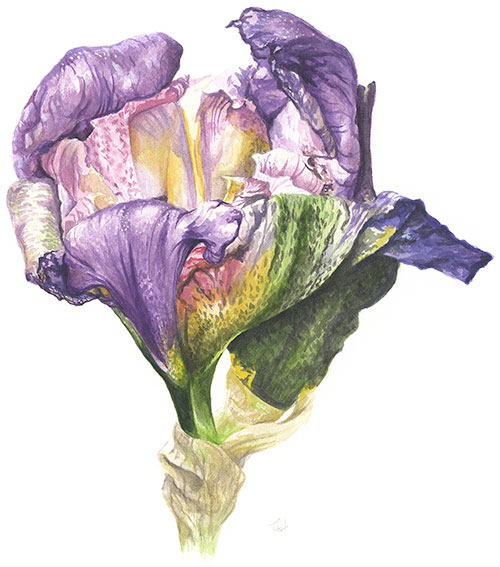 Bearded Iris – Unfurling