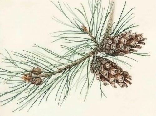 Graceful Boughs: A Study of Pinus Sylvestris