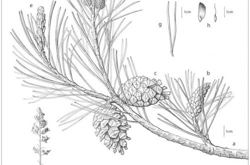 Pinus sylvestris: Scientific Illustration