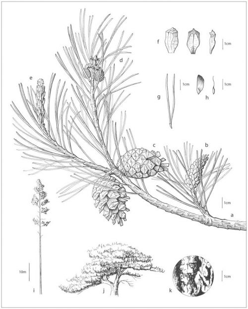 Pinus sylvestris: Scientific Illustration