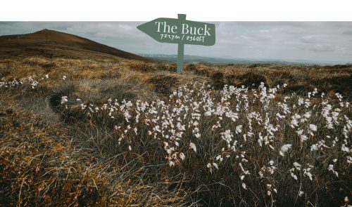Exploring the World of Cotton Grass: A Botanical Illustrator’s Delight
