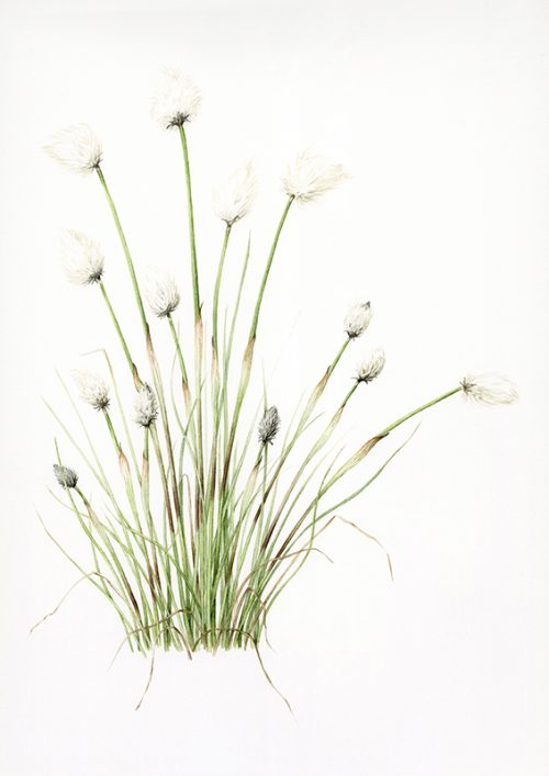 Whispers of the Moor: Hare’s-Tail Cottongrass in Watercolour