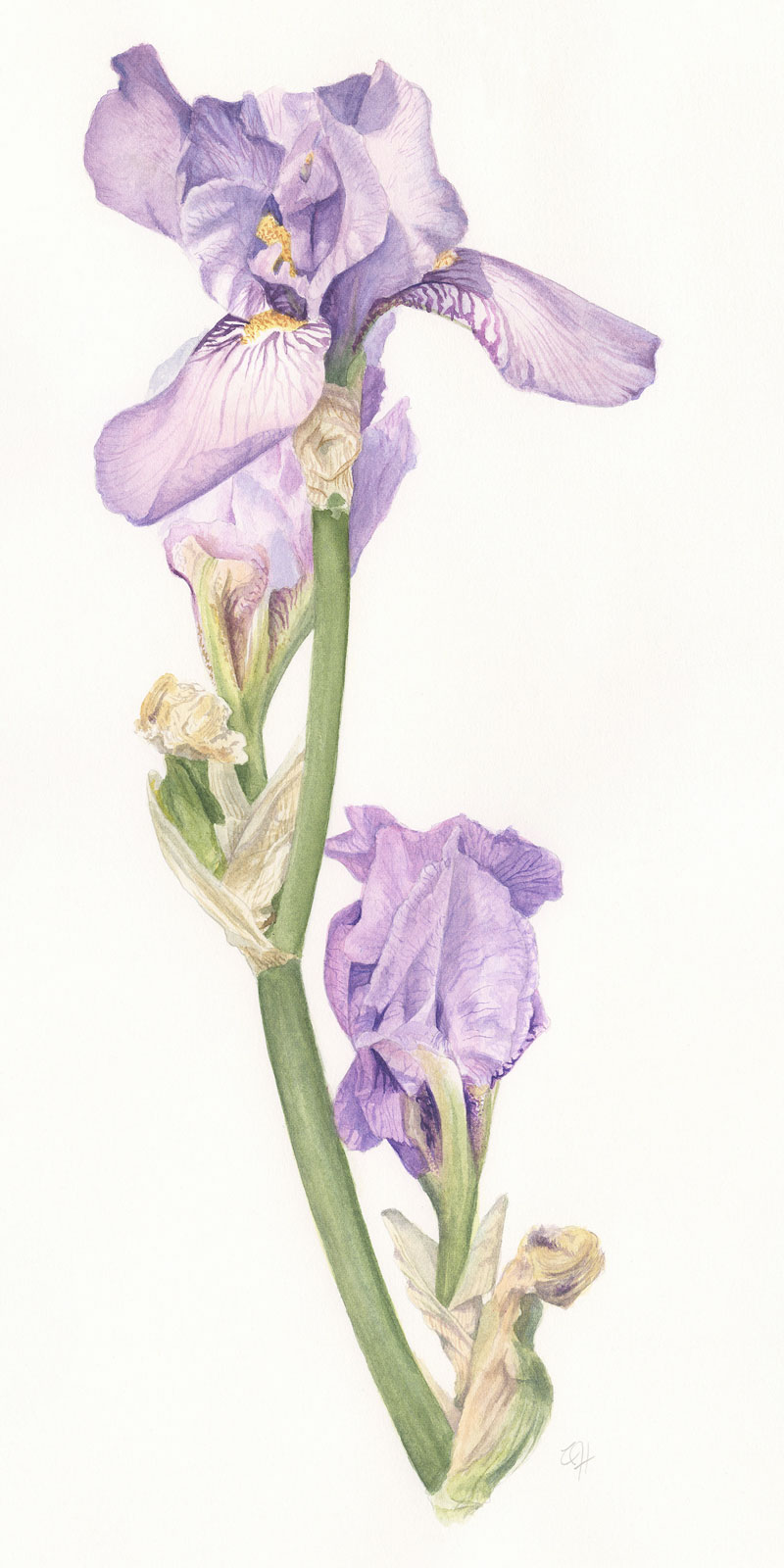 Botanical watercolour study of a pale purple bearded iris with flowers at different stages of opening.