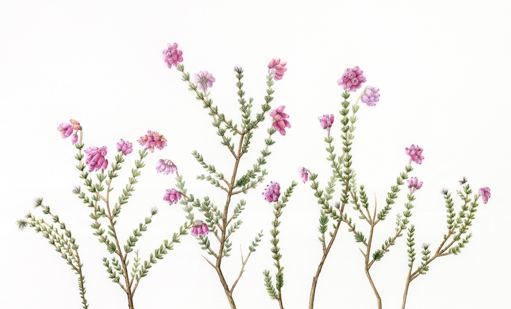 Botanical watercolour painting of Cross-leaved Heath (Erica tetralix) with pink bell-shaped flowers.