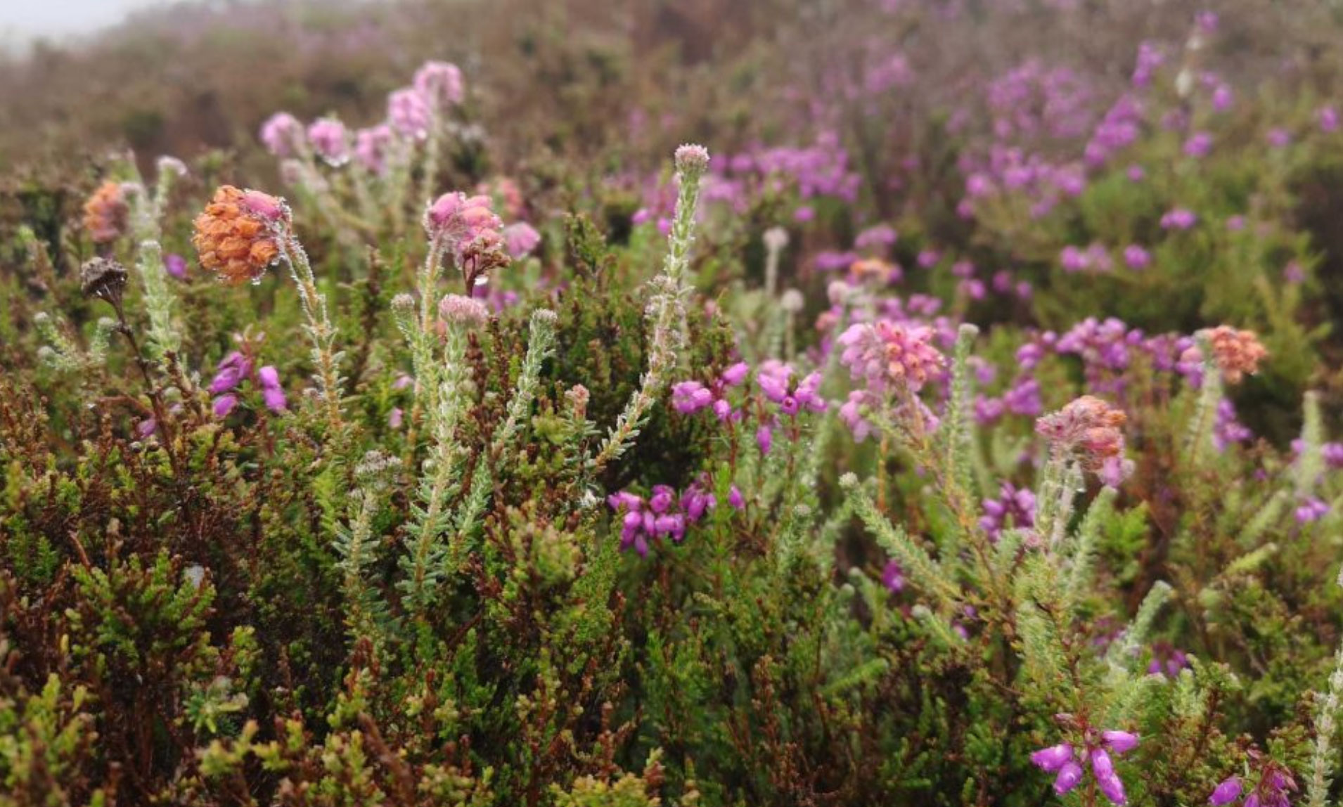 cross-leaved heath