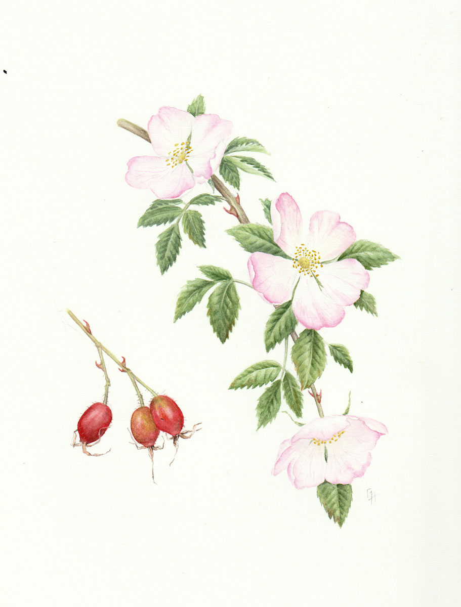 Botanical watercolour painting of Dog Rose, Rosa canina, with pink flowers and red rosehips