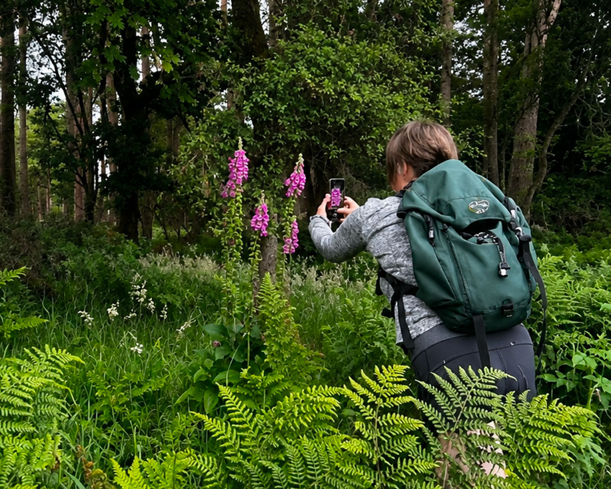 Foxgloves