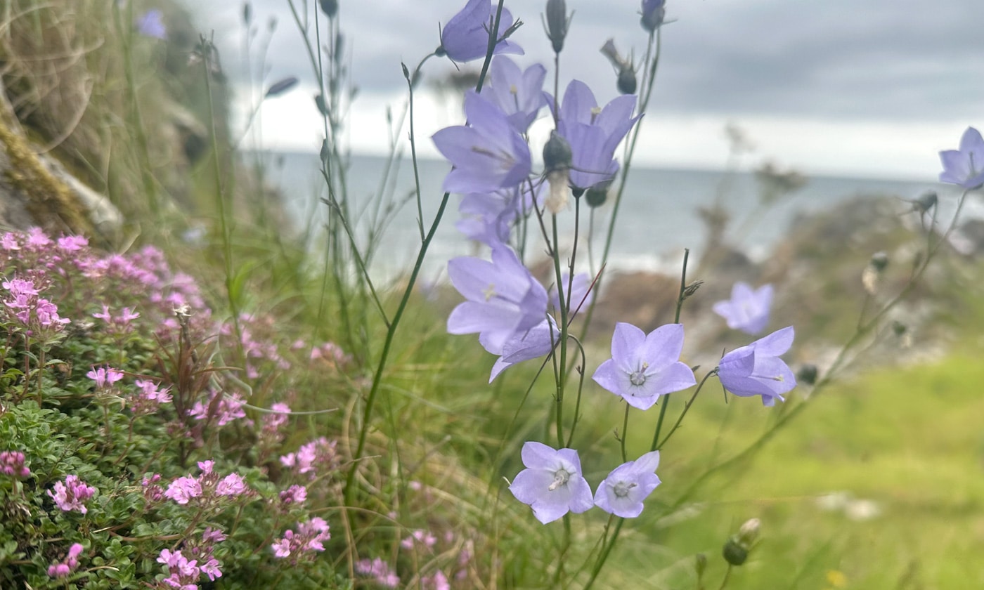 Harebells: From the Coast to Deeside
