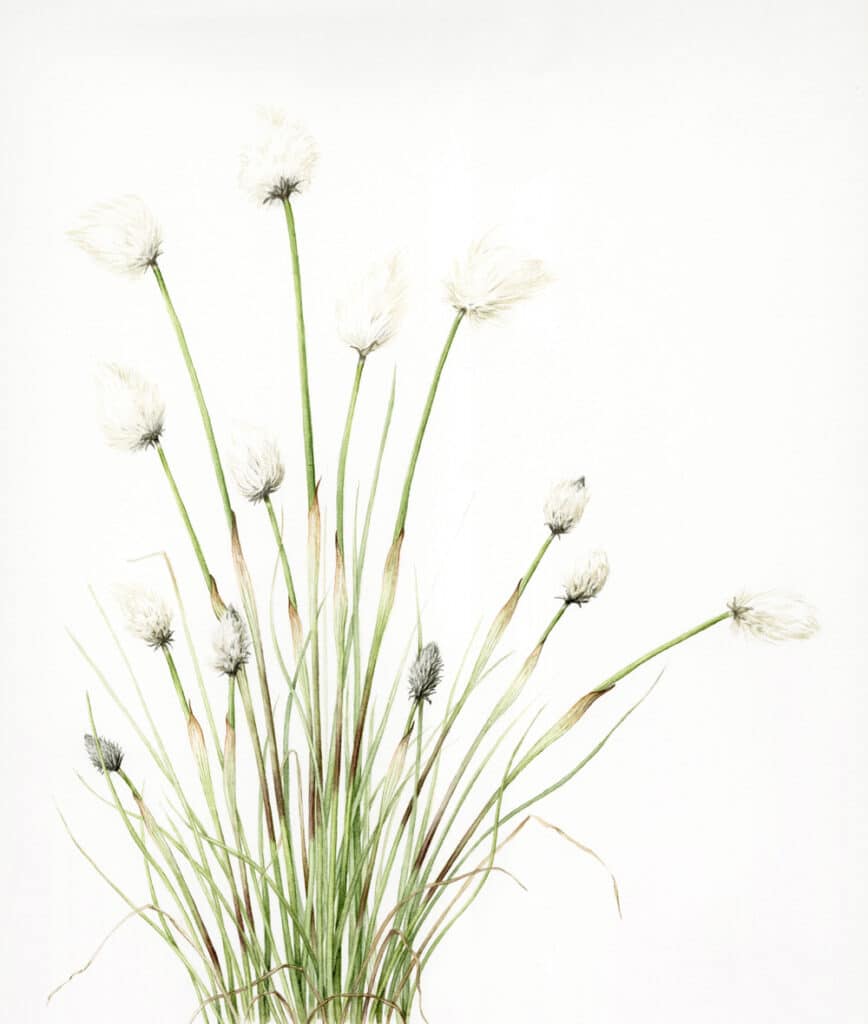 Botanical watercolour painting of hare’s-tail cottongrass (Eriophorum vaginatum) by Claire Hamilton