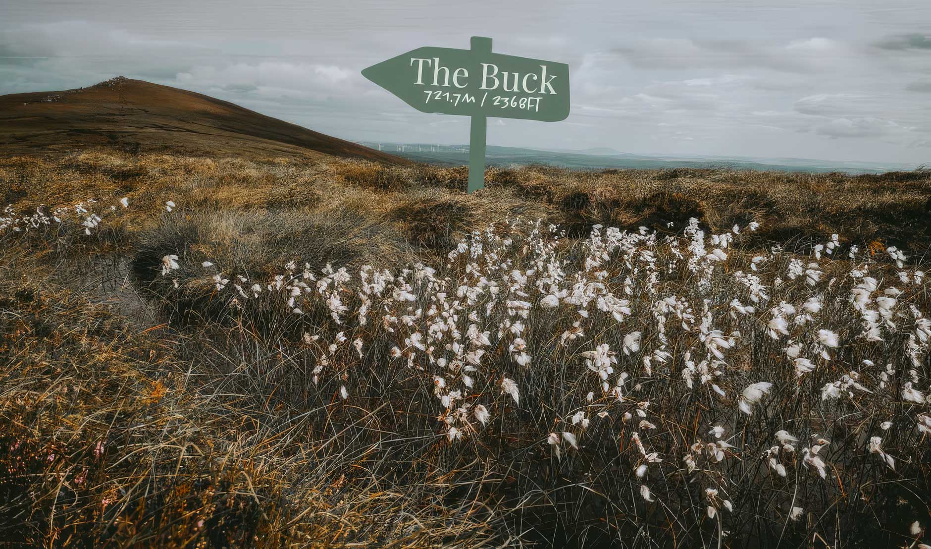 Cotton Grass on the Buck