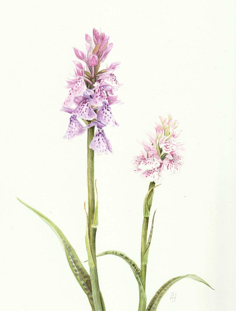 Botanical watercolour painting of Heath Spotted Orchid, Dactylorhiza maculata, with two flowering spikes and spotted leaves