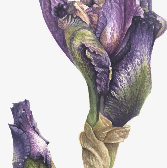 New Beginnings | Bearded Iris