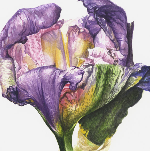 Unfurling | Bearded Iris