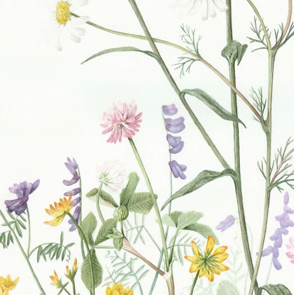 Summer Wildflowers