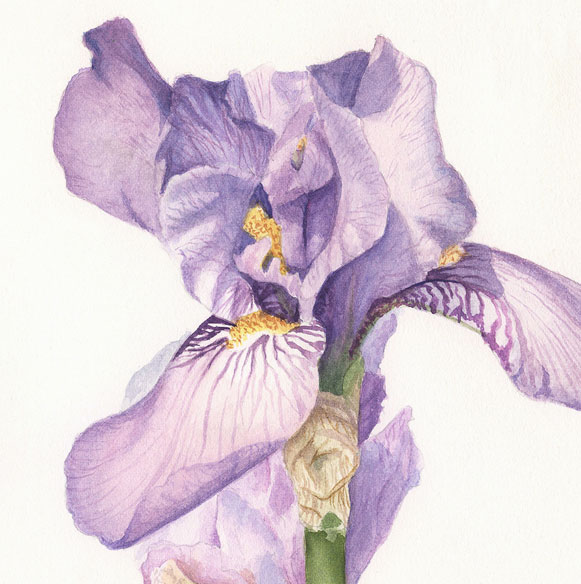 In Bloom | Bearded Iris