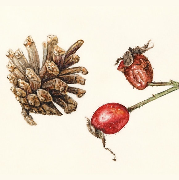 Scots Pine Cone & Rosehip Study