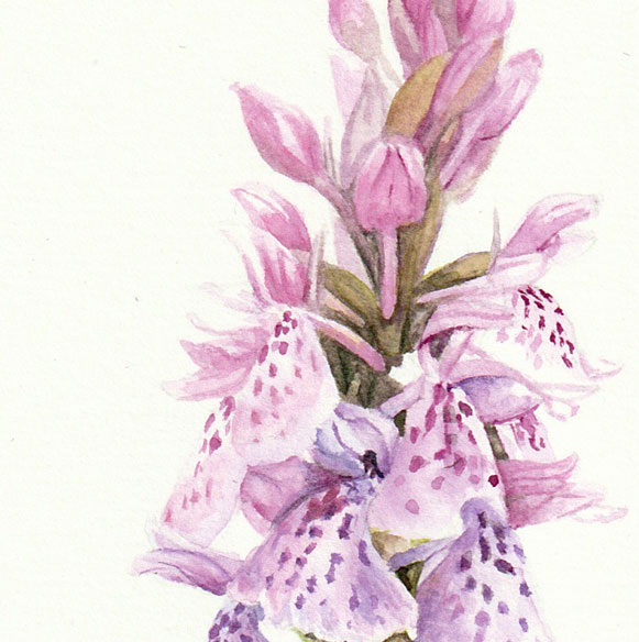 Heath Spotted Orchid