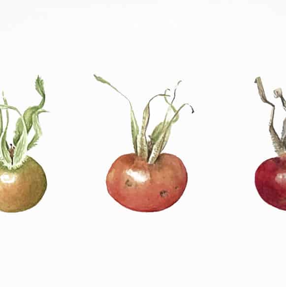 Rosehip Evolution