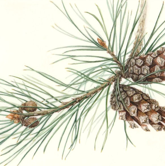 Scots Pine Study