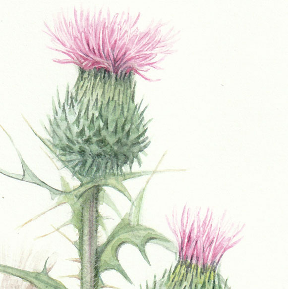 Spear Thistle