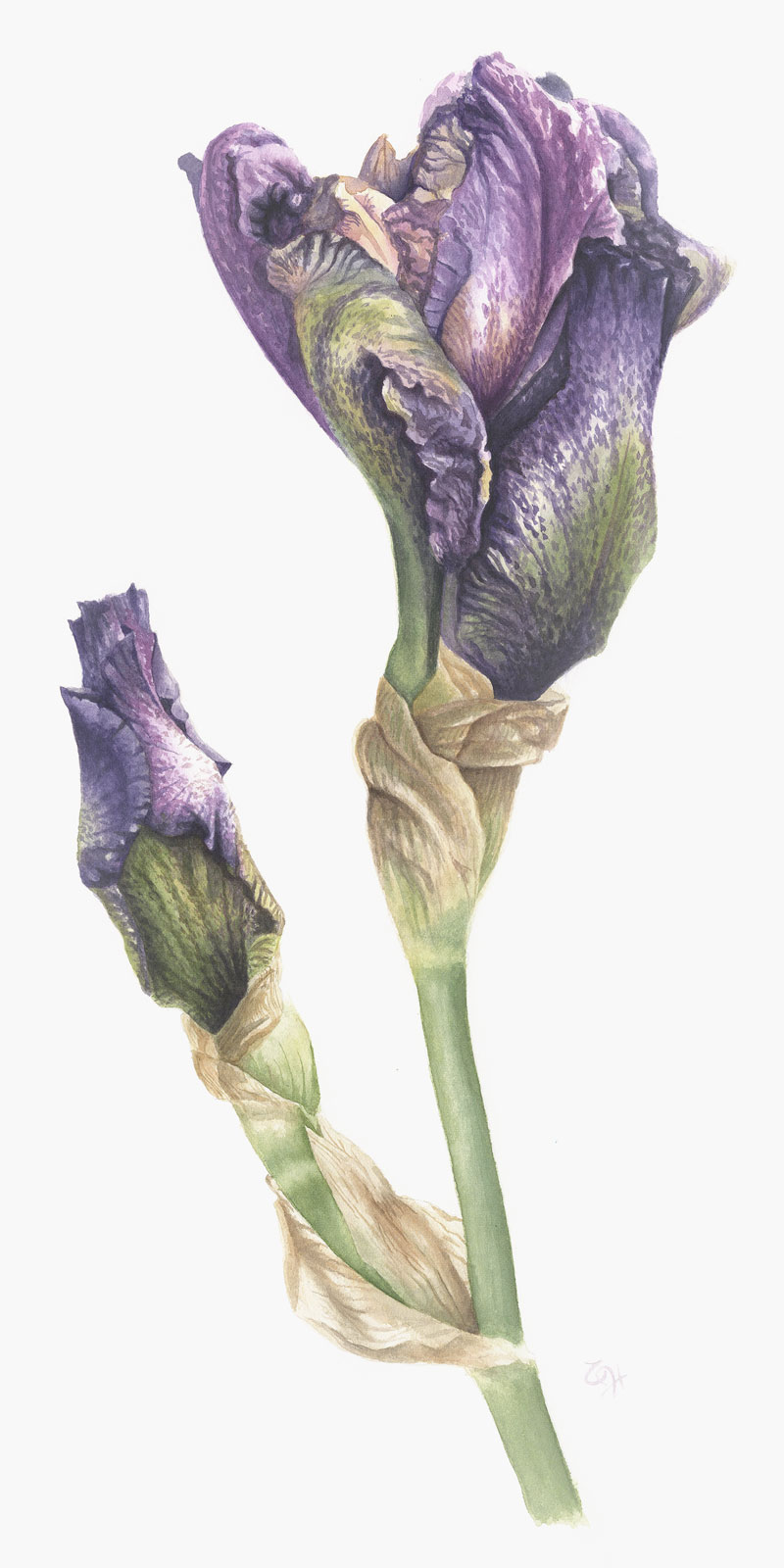 Botanical watercolour painting of deep purple bearded iris buds at different stages of opening.
