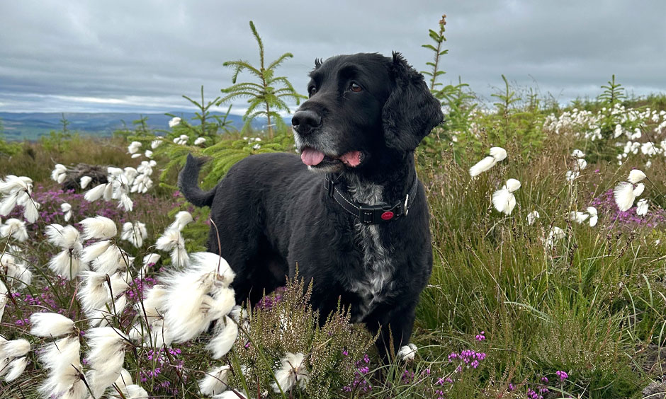 Cotton Grass on Foudland Hill