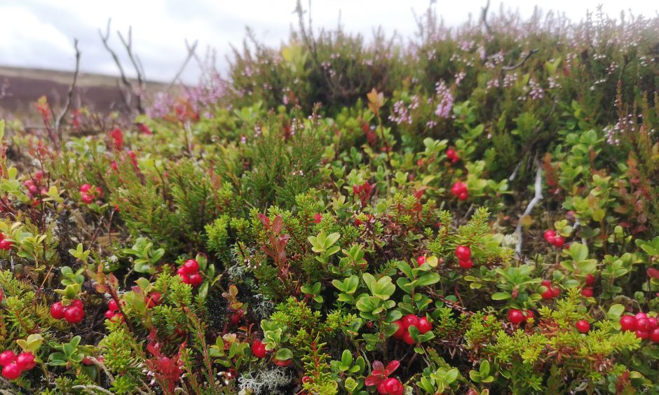 Cowberries